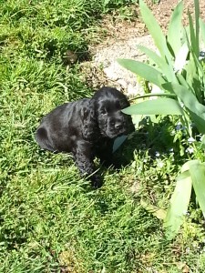 Loulou à 2 mois, quelques jours avant de quitter l'élevage