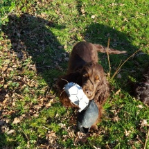 Jaguar et son "ballon"