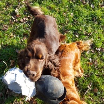 Jaguar et son "ballon" avec Gaïa