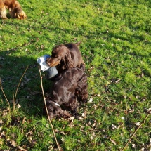 Jaguar et son "ballon" avec Gaïa et Jade