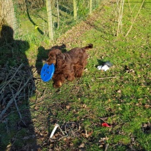 Jaguar et son frisbee