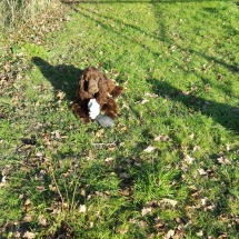 Jaguar et son ballon