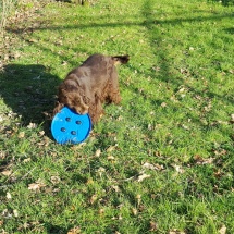 Jaguar et son frisbee