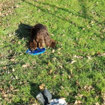 Jaguar et son frisbee