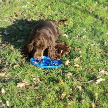 Jaguar et son frisbee