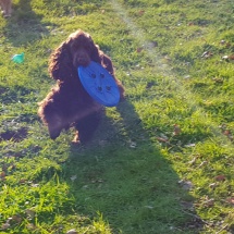 Jaguar et son frisbee