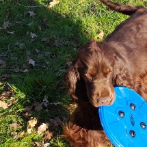 Jaguar et son frisbee