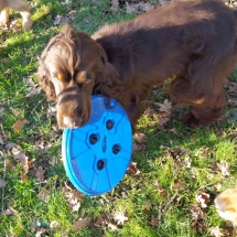 Jaguar et son frisbee