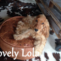 Lovely lola