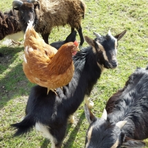 Poules et chèvres