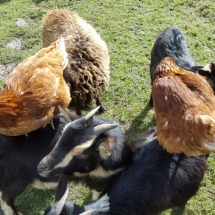 Poules et chèvres