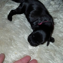 Chiot Gaïa x Jaguar. 4 jours