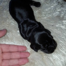 Chiot Gaïa x Jaguar. 4 jours