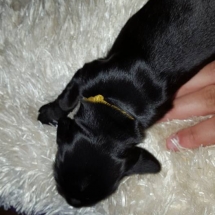 Chiot Gaïa x Jaguar. 4 jours