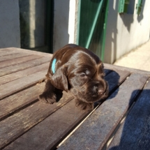 Chiot Jade x Jaguar 19jours (Bleu)