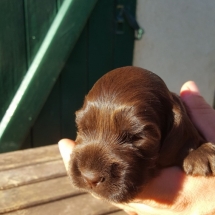 Chiot Jade x Jaguar 19jours (orange)