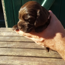 Chiot Jade x Jaguar 19jours (rose)