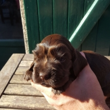 Chiot Jade x Jaguar 19jours (rouge)