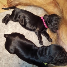 Chiots Gaïa x Jaguar à 2 jours