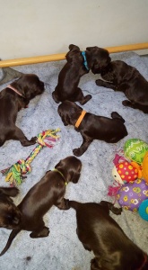 Chiot Jade x Jaguar 17 jours
