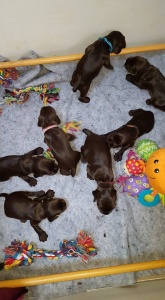 Chiot Jade x Jaguar 17 jours