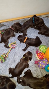 Chiot Jade x Jaguar 17 jours