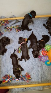 Chiot Jade x Jaguar 17 jours