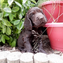 Mâle choco 1 mois et 10 jours