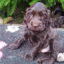 Mâle choco 1 mois et 10 jours