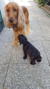 Jipsie, fille de Gaïa, et un petit de Gaïa, son neveu !