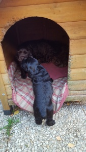 Petits de Jade, 1 mois et 5 jours, petit de Gaïa 25 jours