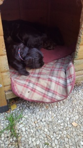 Petits de Jade, 1 mois et 5 jours, petit de Gaïa 25 jours