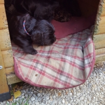 Petits de Jade, 1 mois et 5 jours, petit de Gaïa 25 jours