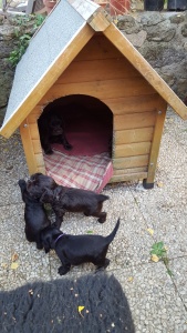 Petits de Jade, 1 mois et 5 jours, petit de Gaïa 25 jours