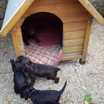 Petits de Jade, 1 mois et 5 jours, petit de Gaïa 25 jours