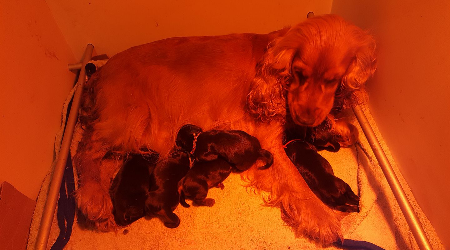 Naissance des petits de Java x Jaguar – Elevage de la Nuit d'Elune